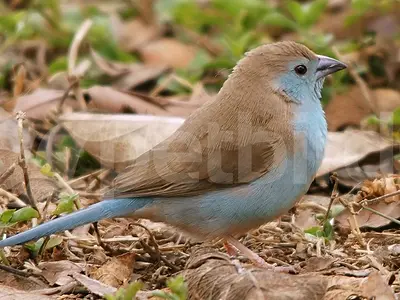 Αρσενικό blue waxbill