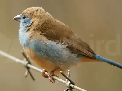 Θηλυκό blue waxbill