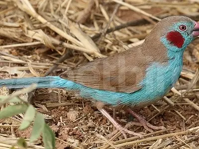 Αρσενικό red-cheeked cordon-bleu