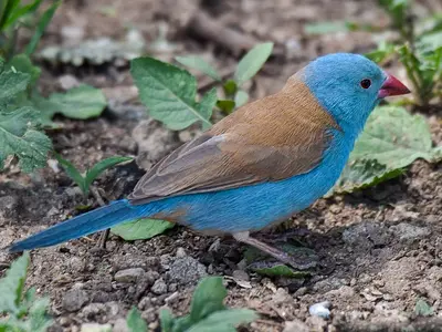 Blue-capped cordon-bleu