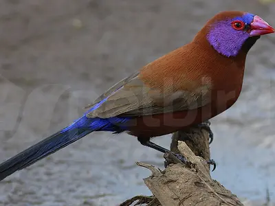 Violet-eared waxbill