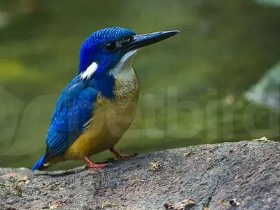 Half-collared kingfisher