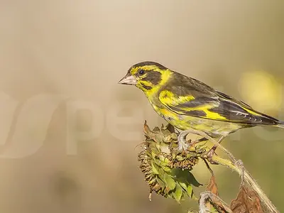 Αρσενικό Yellow-breasted greenfinch