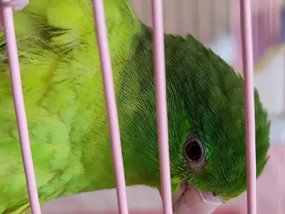 Parrotlet mad