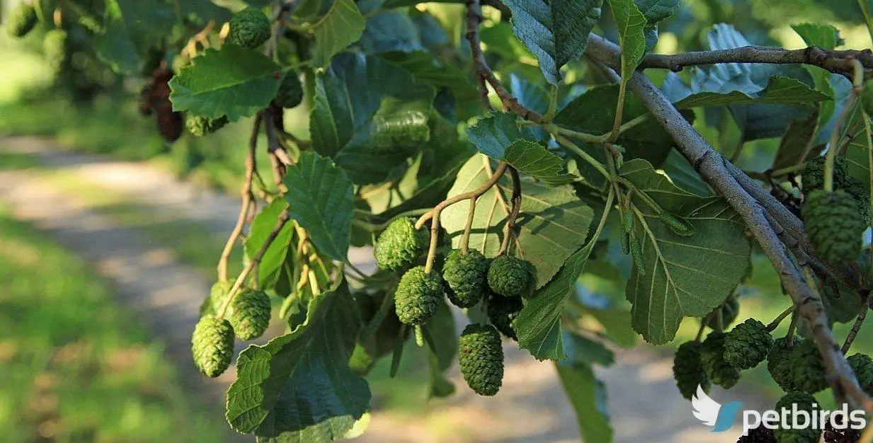 Άλνος ή σκλήθρα (Alnus glutinosa)