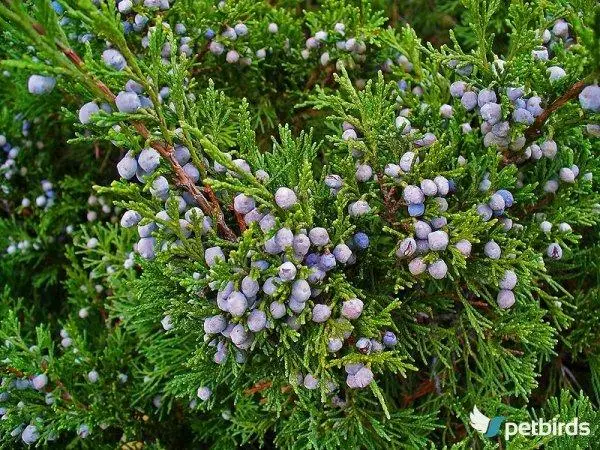 Άρκευθος (Juniperus)