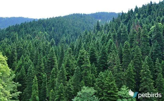 Έλατο (Abies)