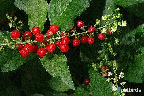 Ίληξ ο σπονδυλωτός (Ilex verticillata)