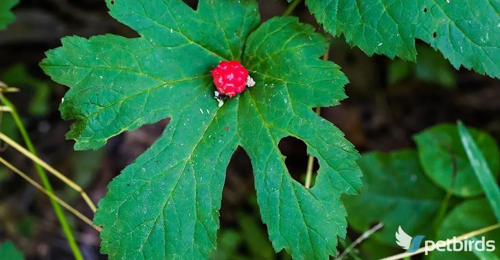 Ύδραστις η Καναδική - Golden seal herb (Hydrastis canadensi)