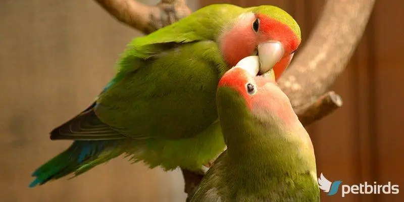 Αγαπόρνιθες με ροδακινί πρόσωπο - Peach-faced lovebirds