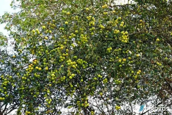 Αγριομηλιά - ξινόμηλο (Malus sylvestris)