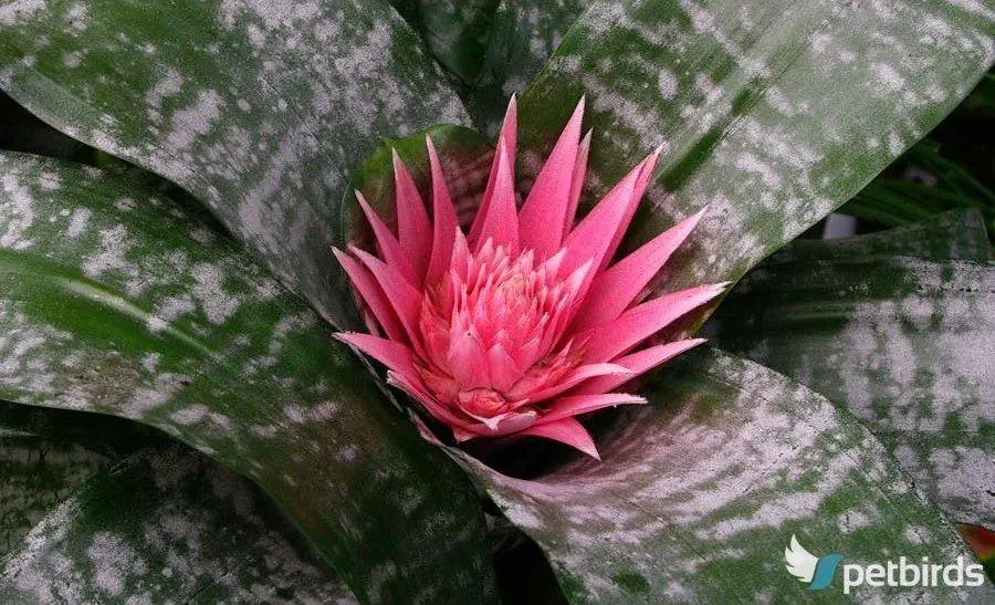 Αιχμέα (Aechmea fasciata)