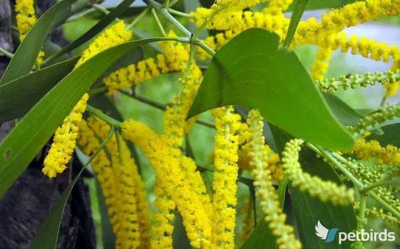 Ακακία (Acacia)