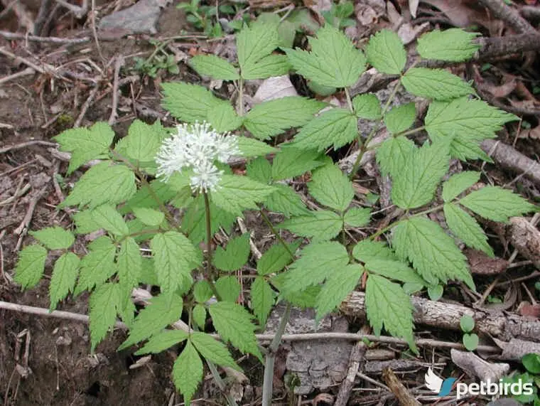 Ακταία (Actaea spicata)