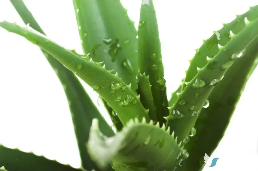 Αλόη (Aloe vera)