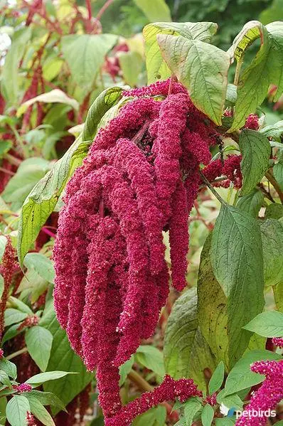 Αμάρανθος (Amaranthus tricolor)