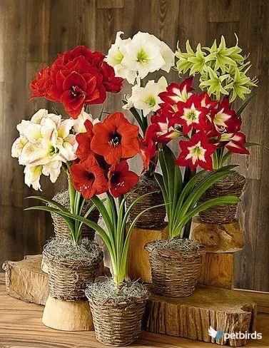 Αμαρυλλίς - Ιππίαστρον (Amaryllis Hippeastrum)