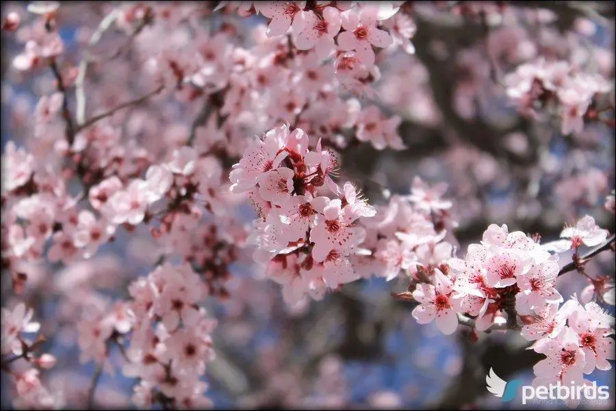 Αμυγδαλιά (Prunus dulcis)