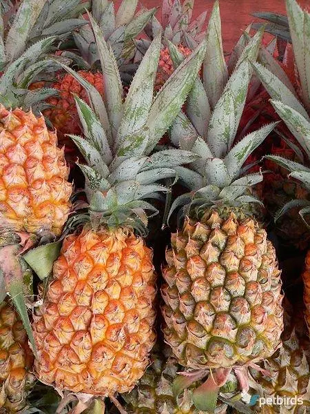 Ανανάς (Ananas comosus)