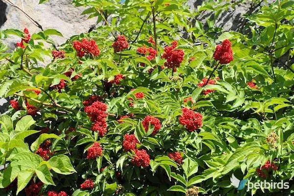 Ανδριανός (Sambucus racemosa)