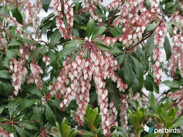 Ανδρομέδα (Andromeda pieris)