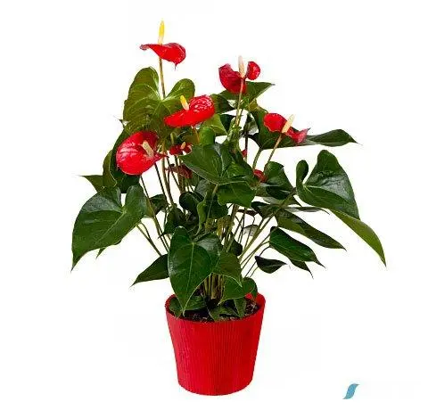 Ανθούριο (Anthurium)