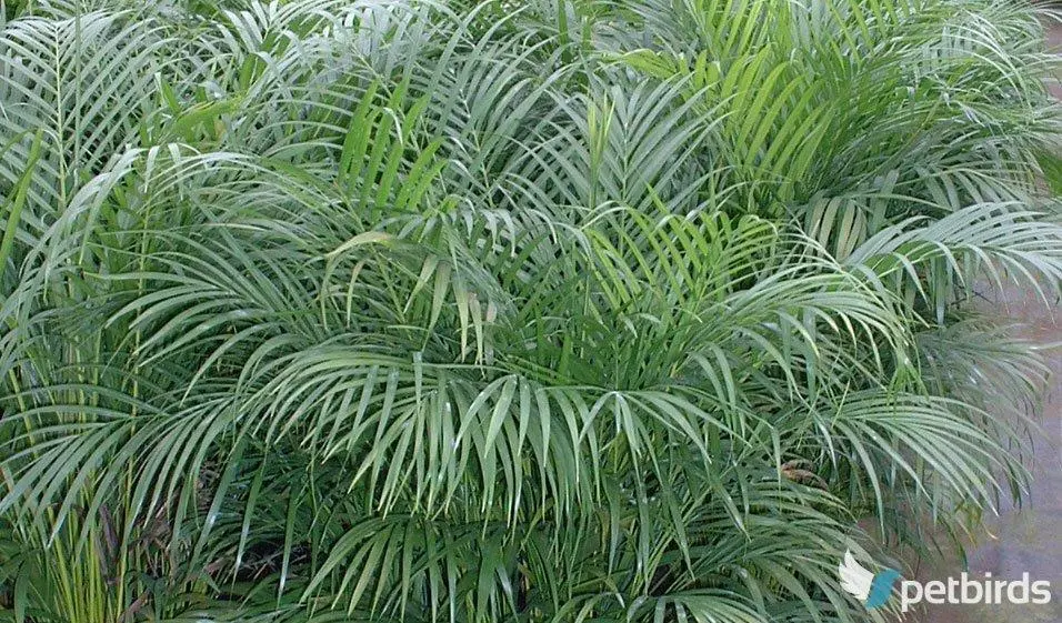 Αρέκα (Φοίνικας) (Areca)