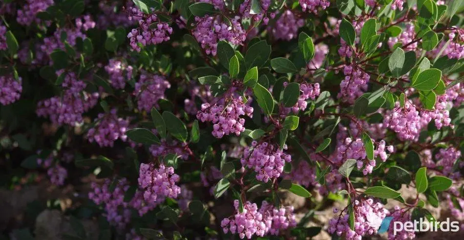 Αρκτοστάφυλος - Αρκουδοκούμαρο (Arctostaphylos manzanita)