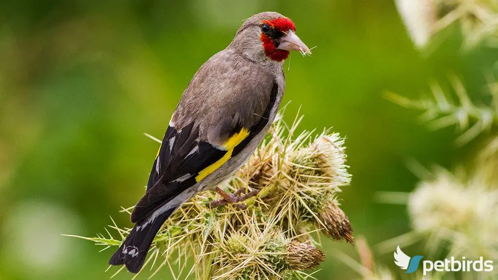 Αρσενική γκριζοκέφαλη καρδερίνα (C. carduelis caniceps)