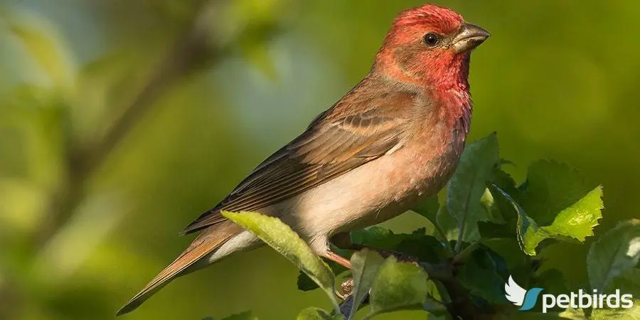 Αρσενική ροδόσπιζα (Carpodacus erythrinus)