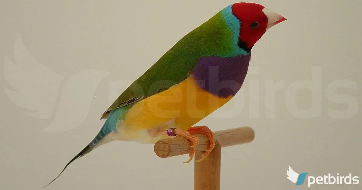 Αρσενικό πράσινο κοκκινοκέφαλο Gouldian finch