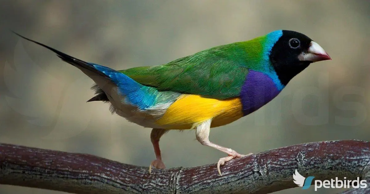 Αρσενικό πράσινο μαυροκέφαλο Gouldian finch