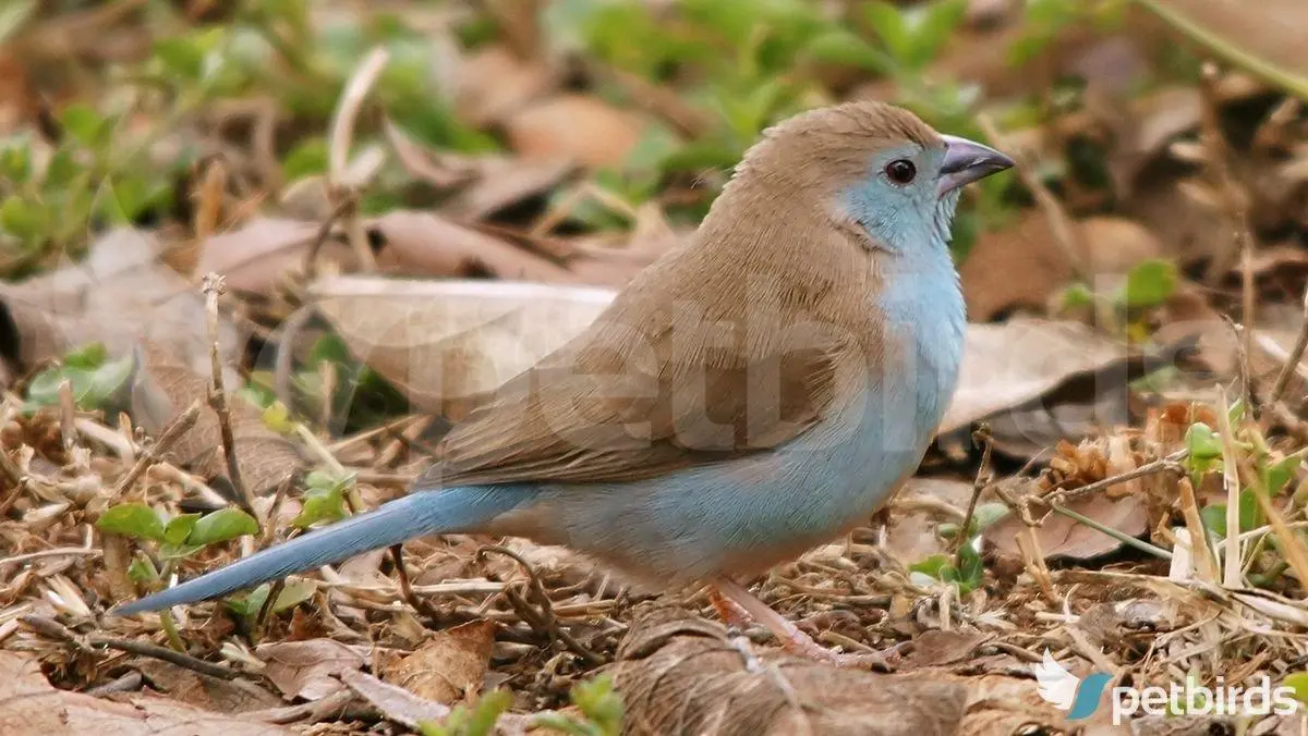 Αρσενικό blue waxbill