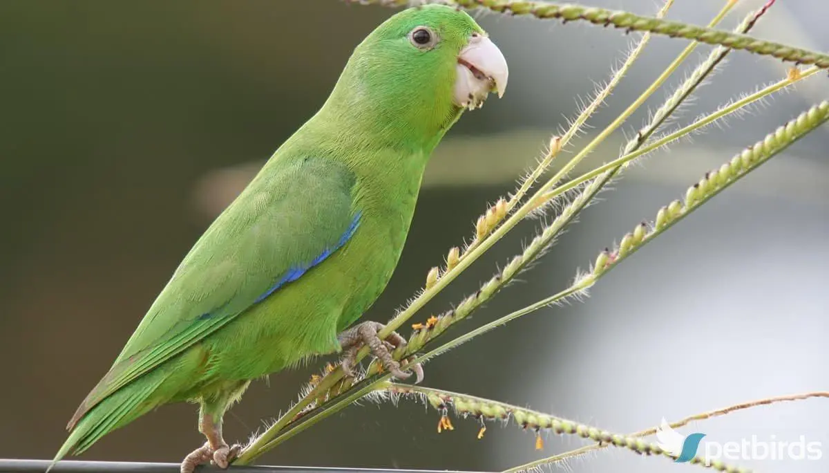 Αρσενικό blue-winged parrotlet