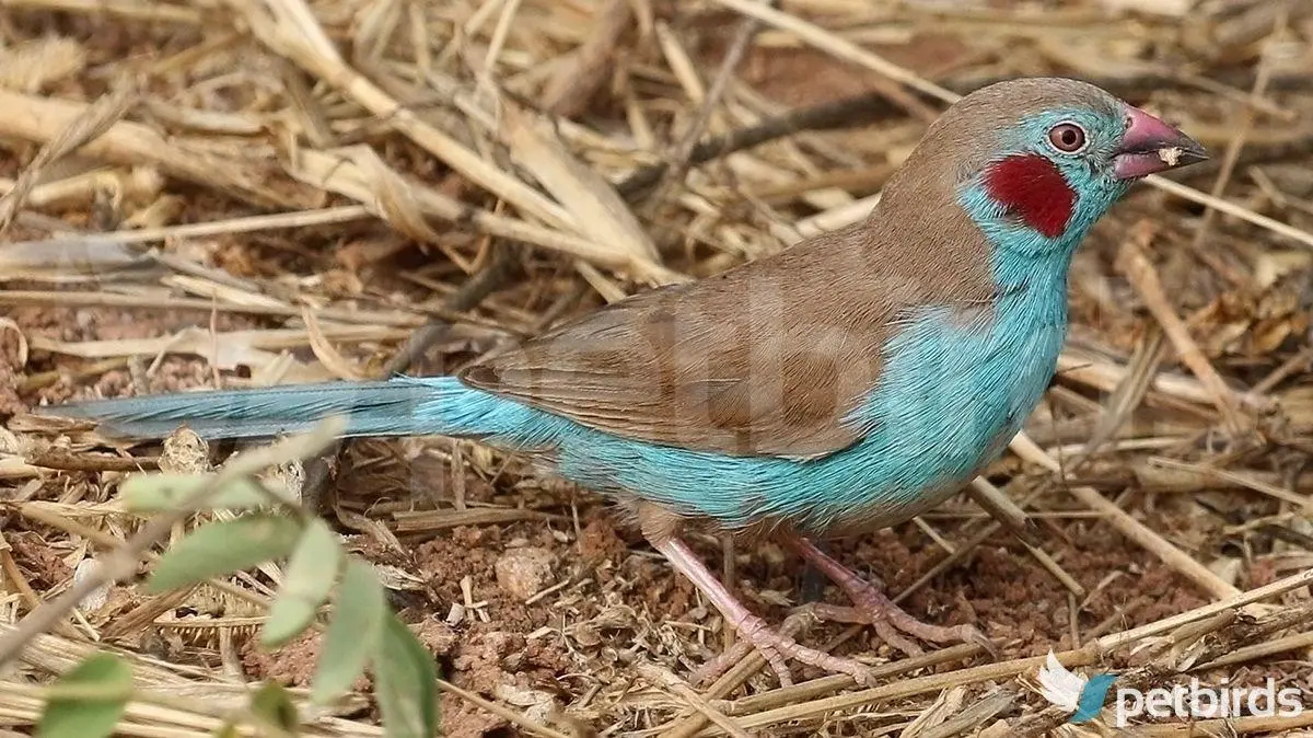 Αρσενικό red-cheeked cordon-bleu