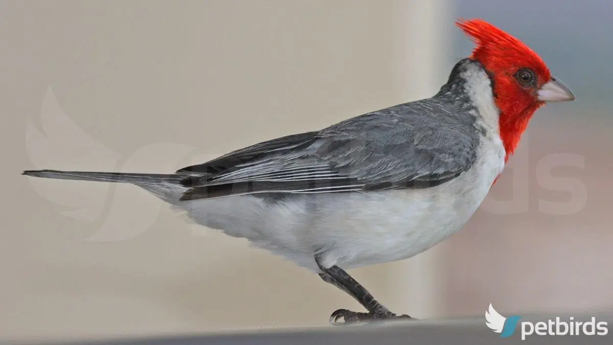 Αρσενικό red-crested cardinal