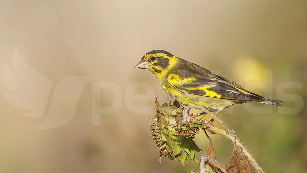 Αρσενικό Yellow-breasted greenfinch