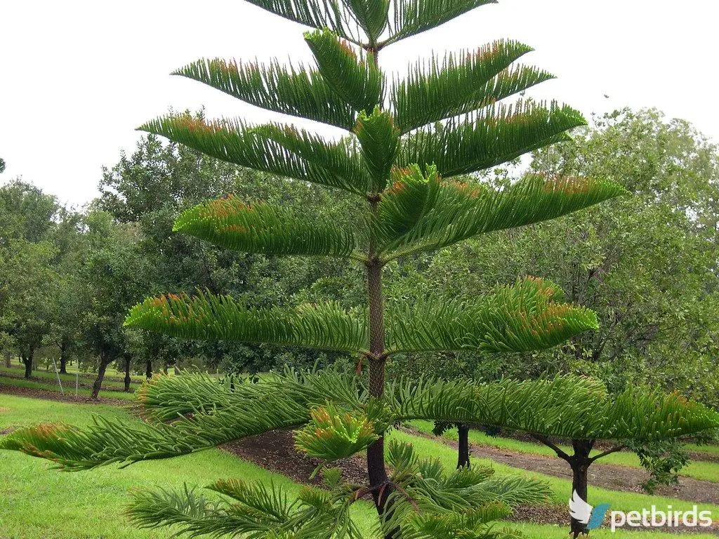 Αρωκάρια (Araucaria)