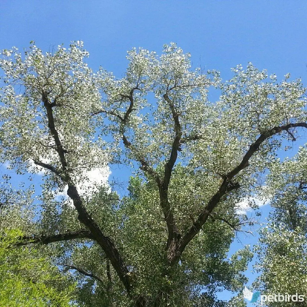 Ασημόλευκα (Populus alba)