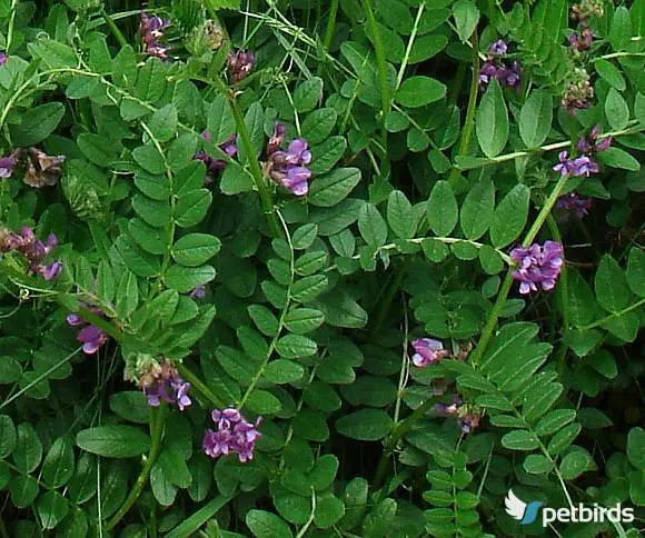 Βίκος (Vicia)