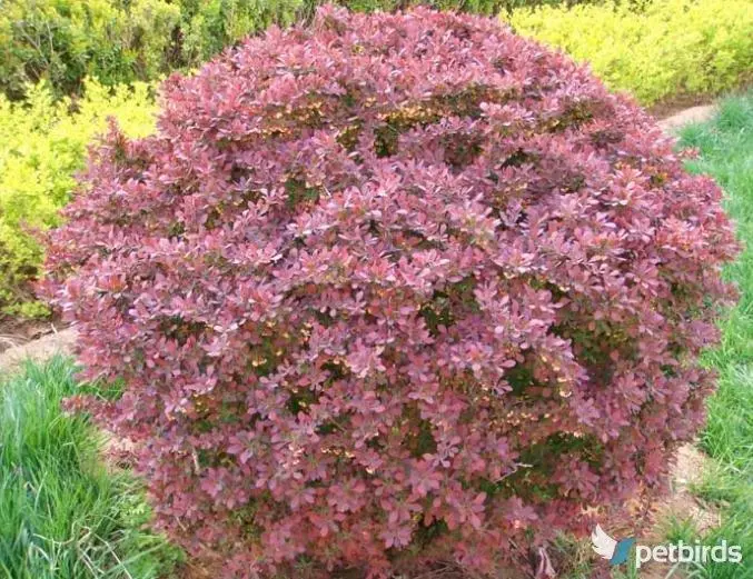 Βερβερίδα (Berberis vulgaris)