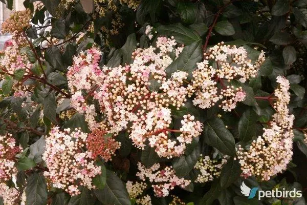 Βιβούρνο (Viburnum)