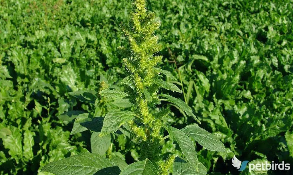 Βλήτα (Amaranthus hybridus)