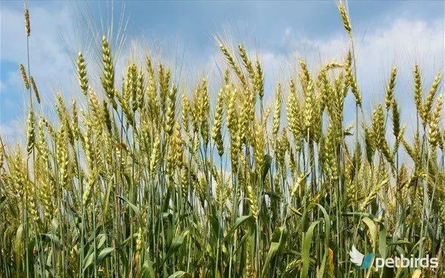 Βρώμη (Avena sativa)