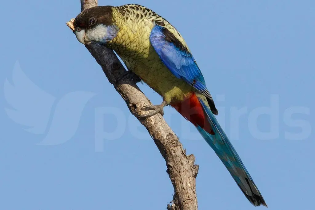 Βόρειος πλατύκερκος (Northern rosella)