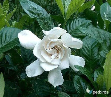 Γαρδένια (Gardenia)