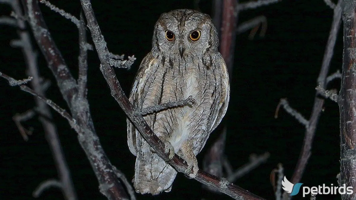 Γκιώνης (Eurasian scops owl)