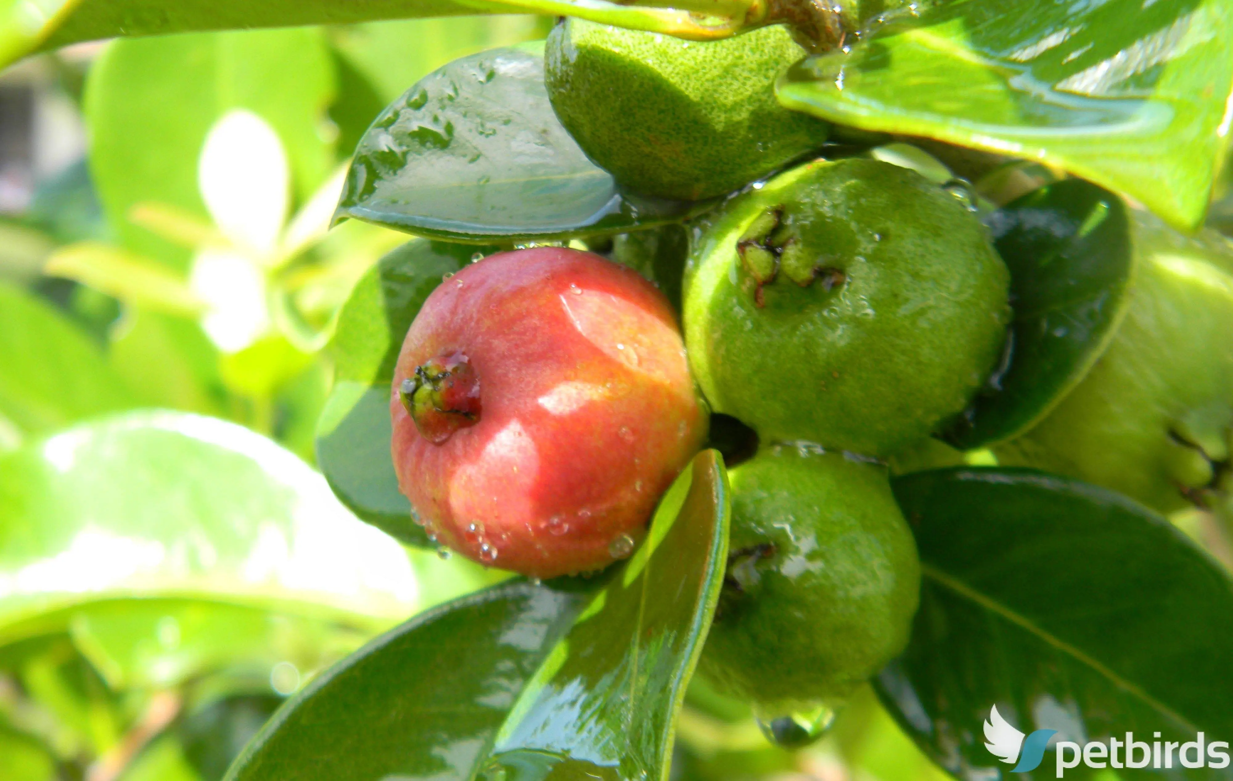 Γκουάβα (Psidium guajava)