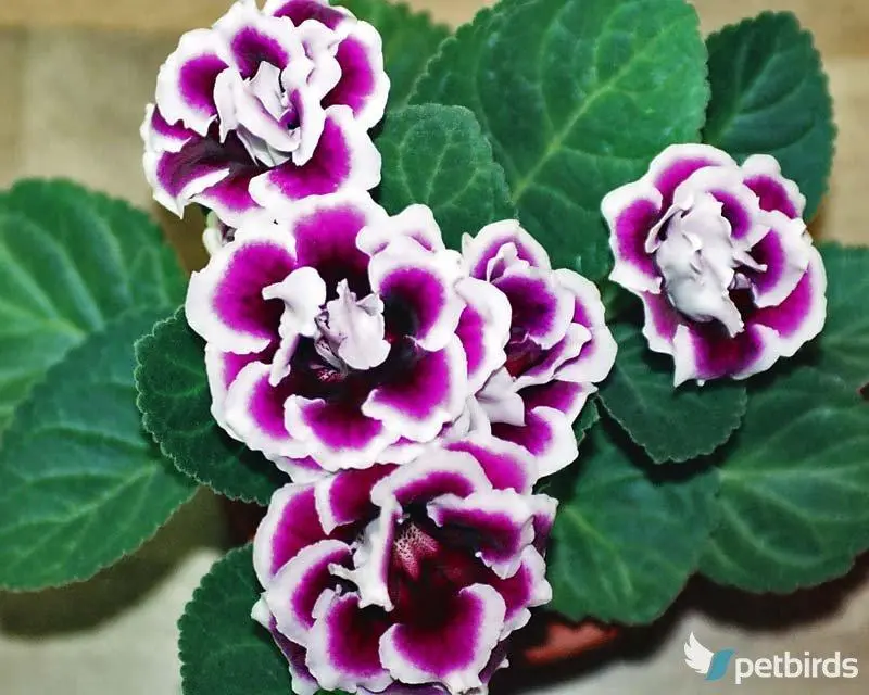 Γλοξίνια (Gloxinia)