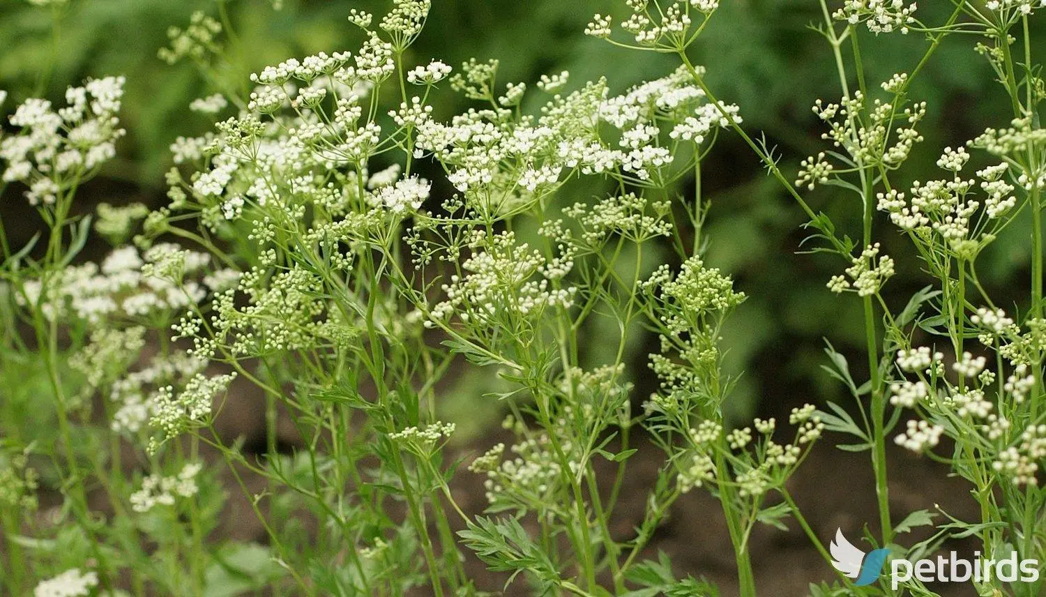 Γλυκάνισος (Pimpinella anisum)